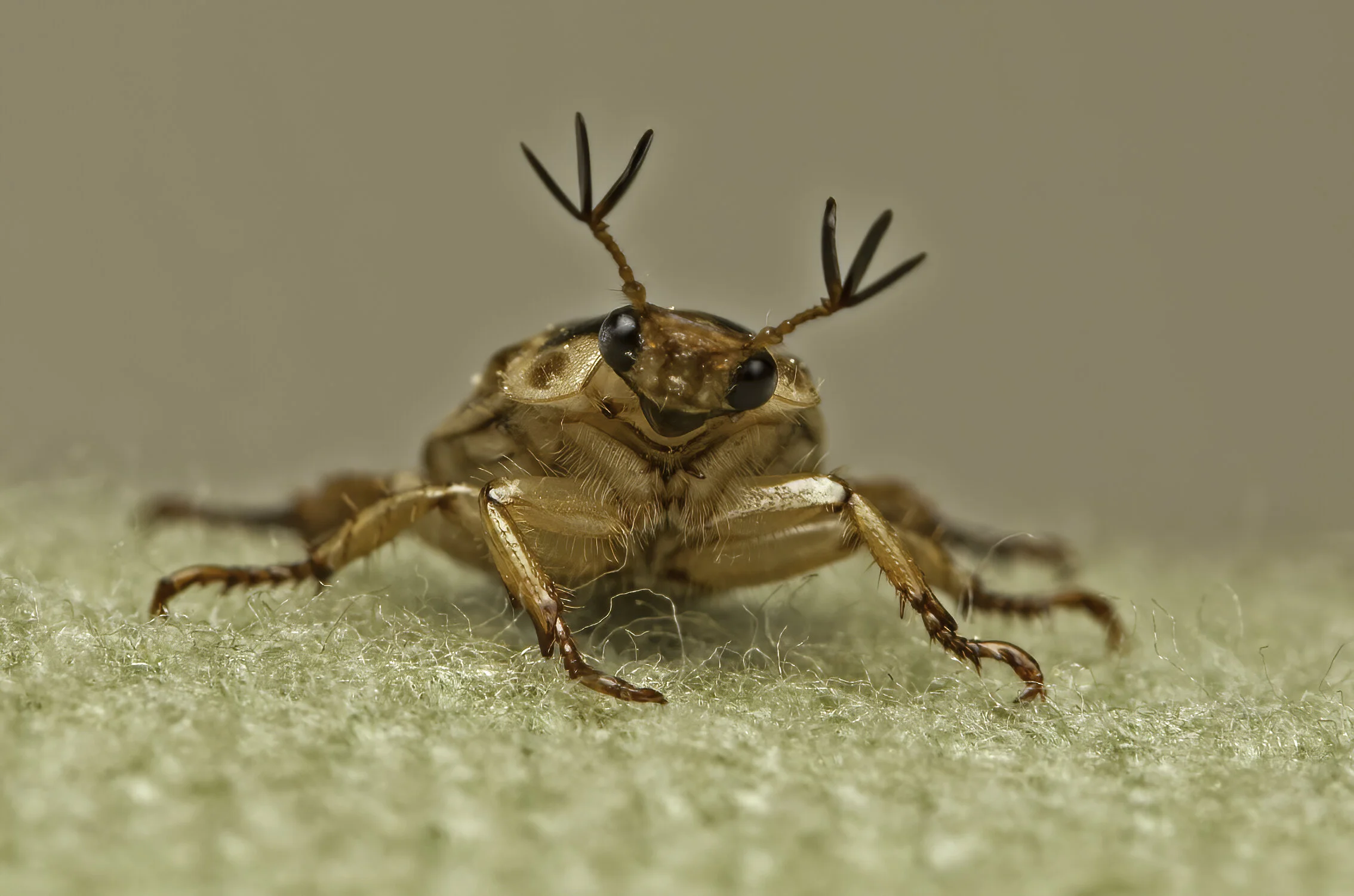 Beetles – Coleoptera — Audrey Kali Photography